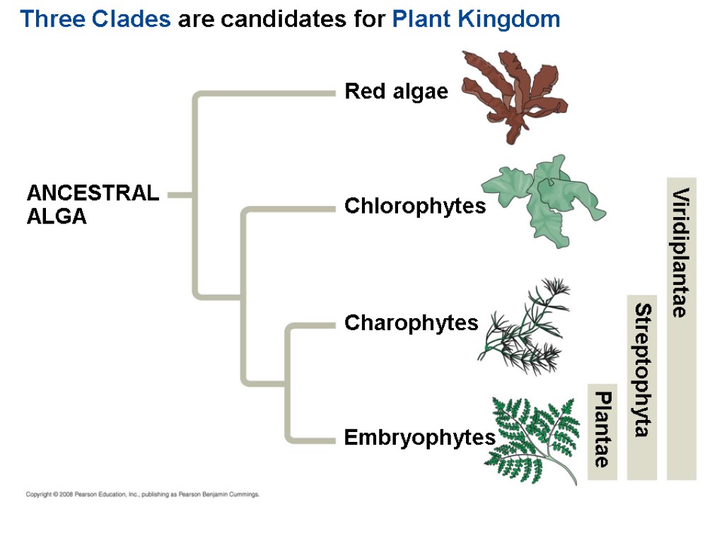 Chapter 29 Plant Diversity I How Plants Colonized